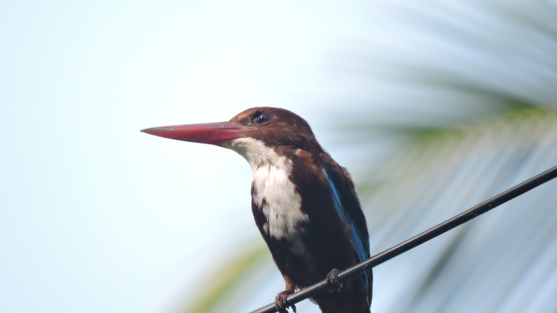 Club Mahindra Resorts are A Delight for Bird Watchers